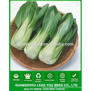 NPK01 Mande Híbrido chinês pak choi sementes, xiaobaicai sementes